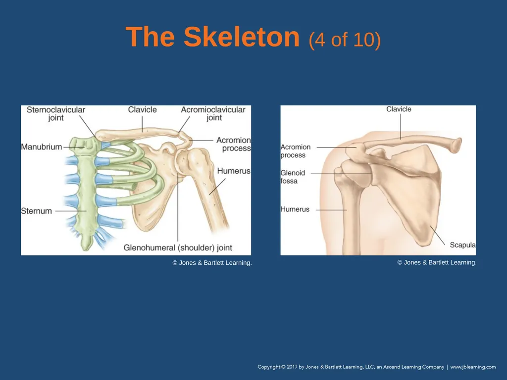 Chapter 31 Orthopaedic Injuries National EMS - slide 17 of 152