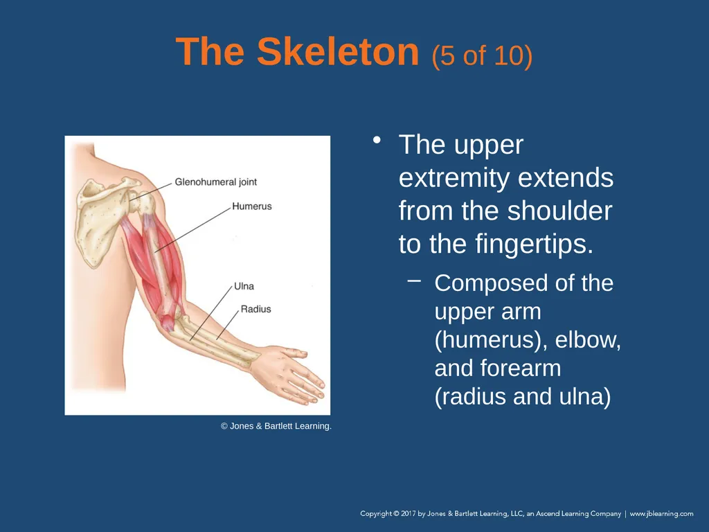 Chapter 31 Orthopaedic Injuries National EMS - slide 18 of 152