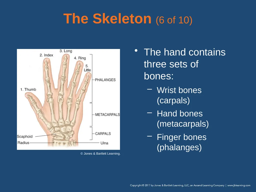 Chapter 31 Orthopaedic Injuries National EMS - slide 19 of 152