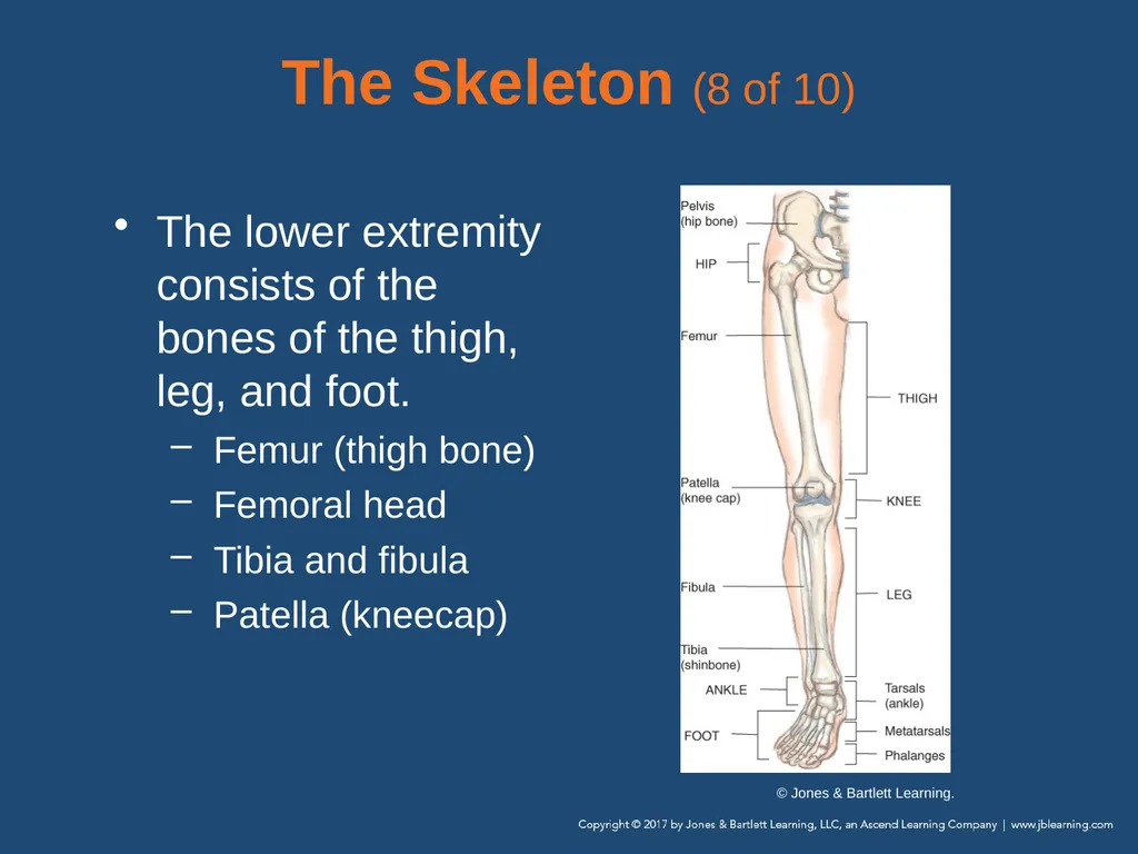 Chapter 31 Orthopaedic Injuries National EMS - slide 21 of 152
