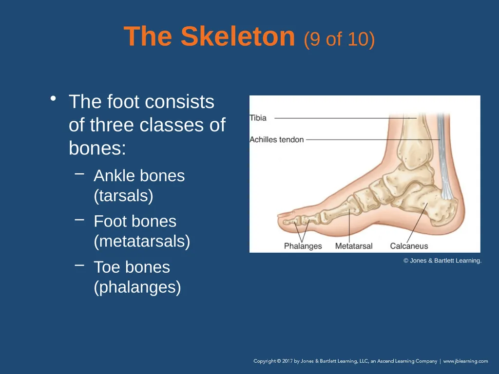 Chapter 31 Orthopaedic Injuries National EMS - slide 22 of 152