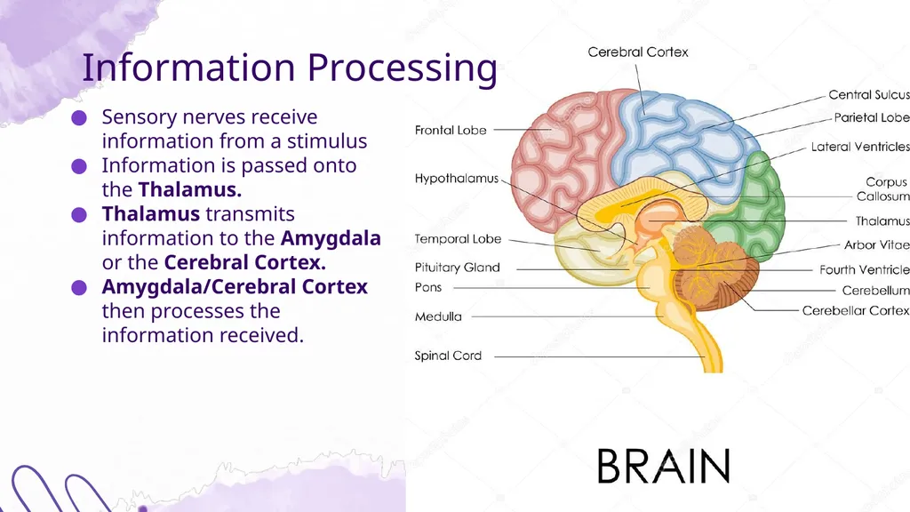 Trauma & the Brain Shannon McElroy, LICSW, PIP, - slide 14 of 34