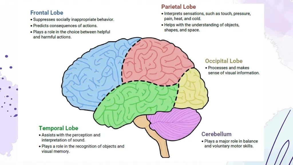 Trauma & the Brain Shannon McElroy, LICSW, PIP, - slide 13 of 34