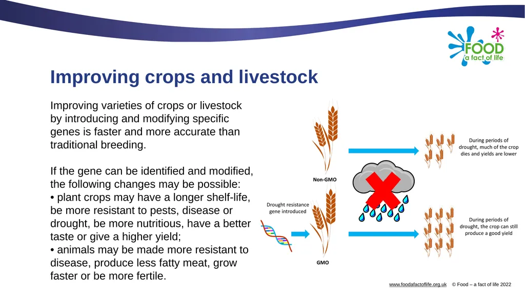 Genetic modification and gene editing Genes Every - slide 6 of 13
