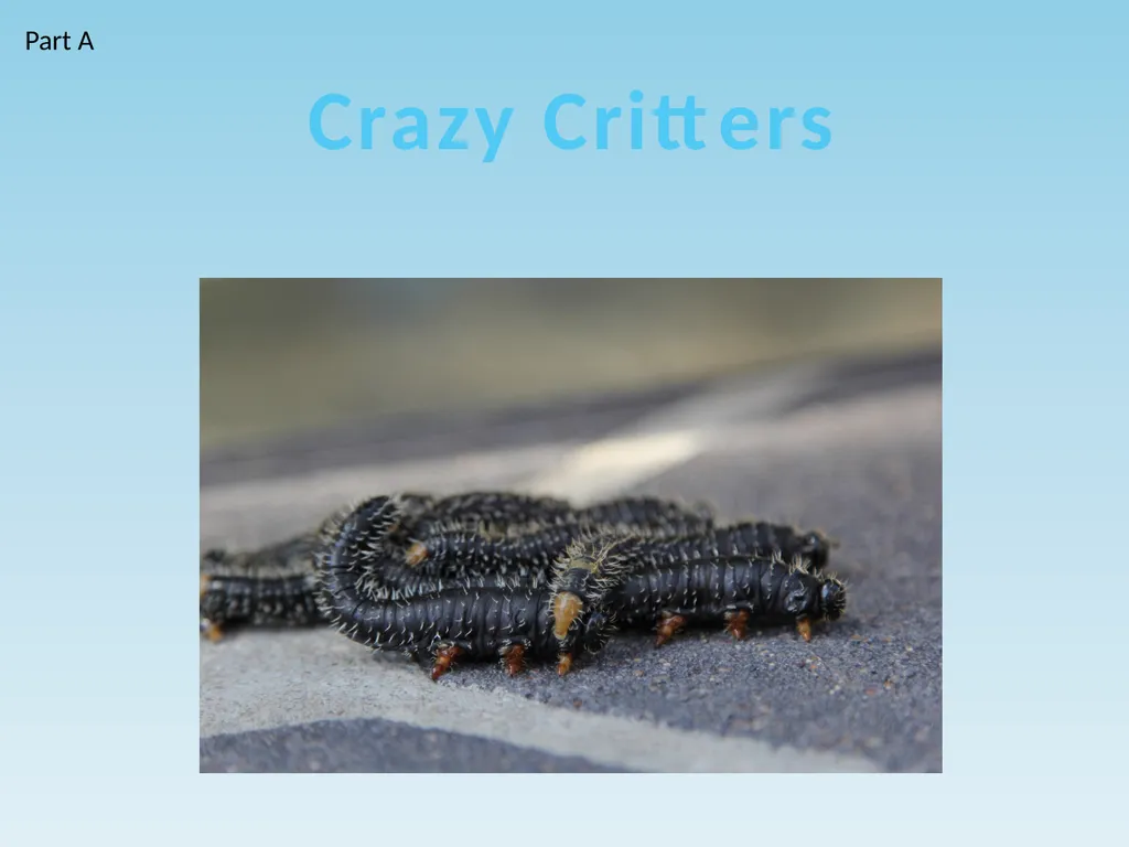 Crazy Critters Part A Step 1 Step 2 Part B - slide 1 of 11