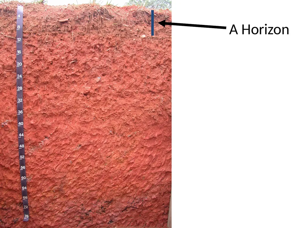 How do soils form? Soil Profiles How do you start - slide 13 of 24