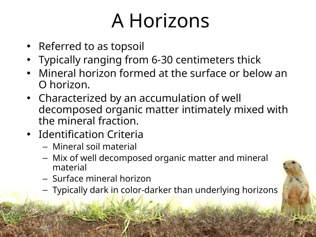 How do soils form? Soil Profiles How do you start - slide 11 of 24