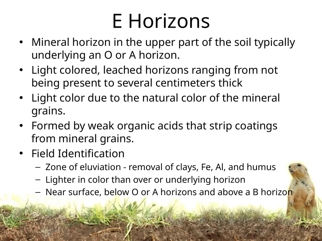 How do soils form? Soil Profiles How do you start - slide 14 of 24
