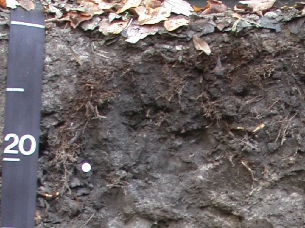 How do soils form? Soil Profiles How do you start - slide 10 of 24