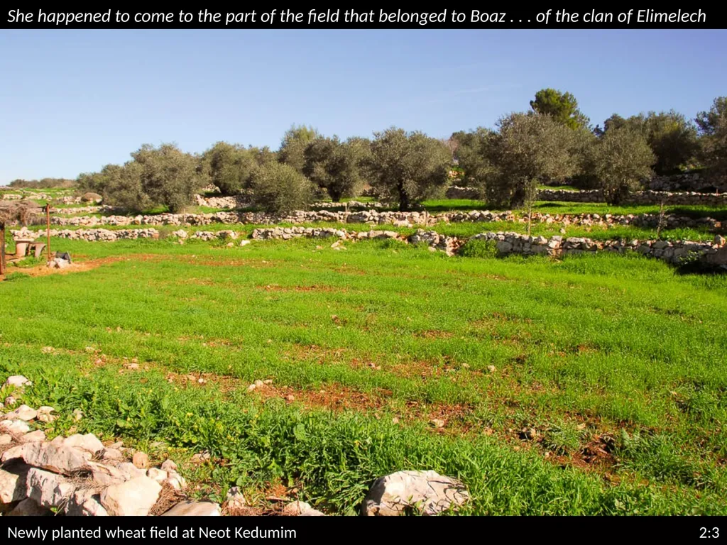 RUTH 2 RUTH 2 This is a free sample of - slide 22 of 32