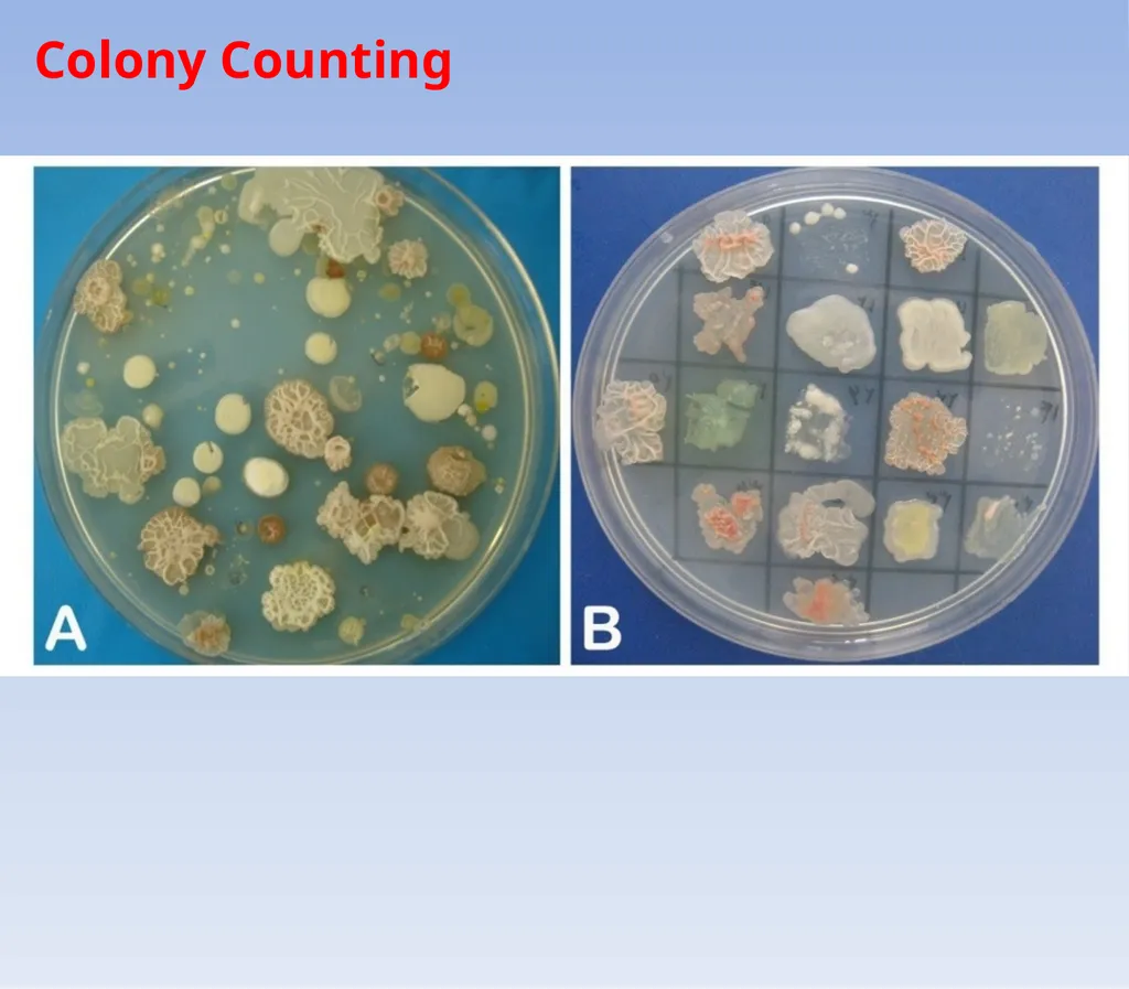 How to look at bacteria & Gram Staining There are - slide 3 of 22