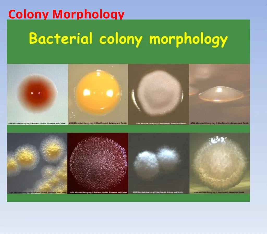 How to look at bacteria & Gram Staining There are - slide 5 of 22