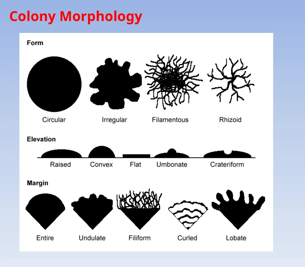 How to look at bacteria & Gram Staining There are - slide 6 of 22