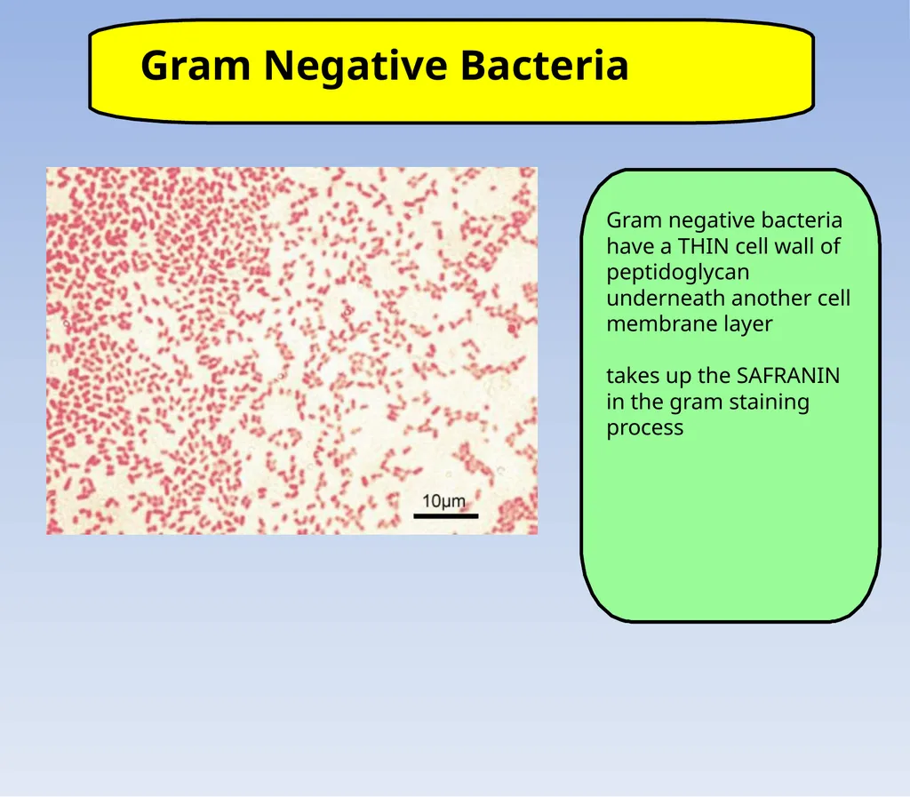 How to look at bacteria & Gram Staining There are - slide 8 of 22