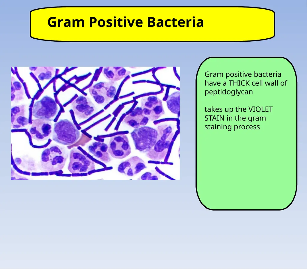 How to look at bacteria & Gram Staining There are - slide 7 of 22