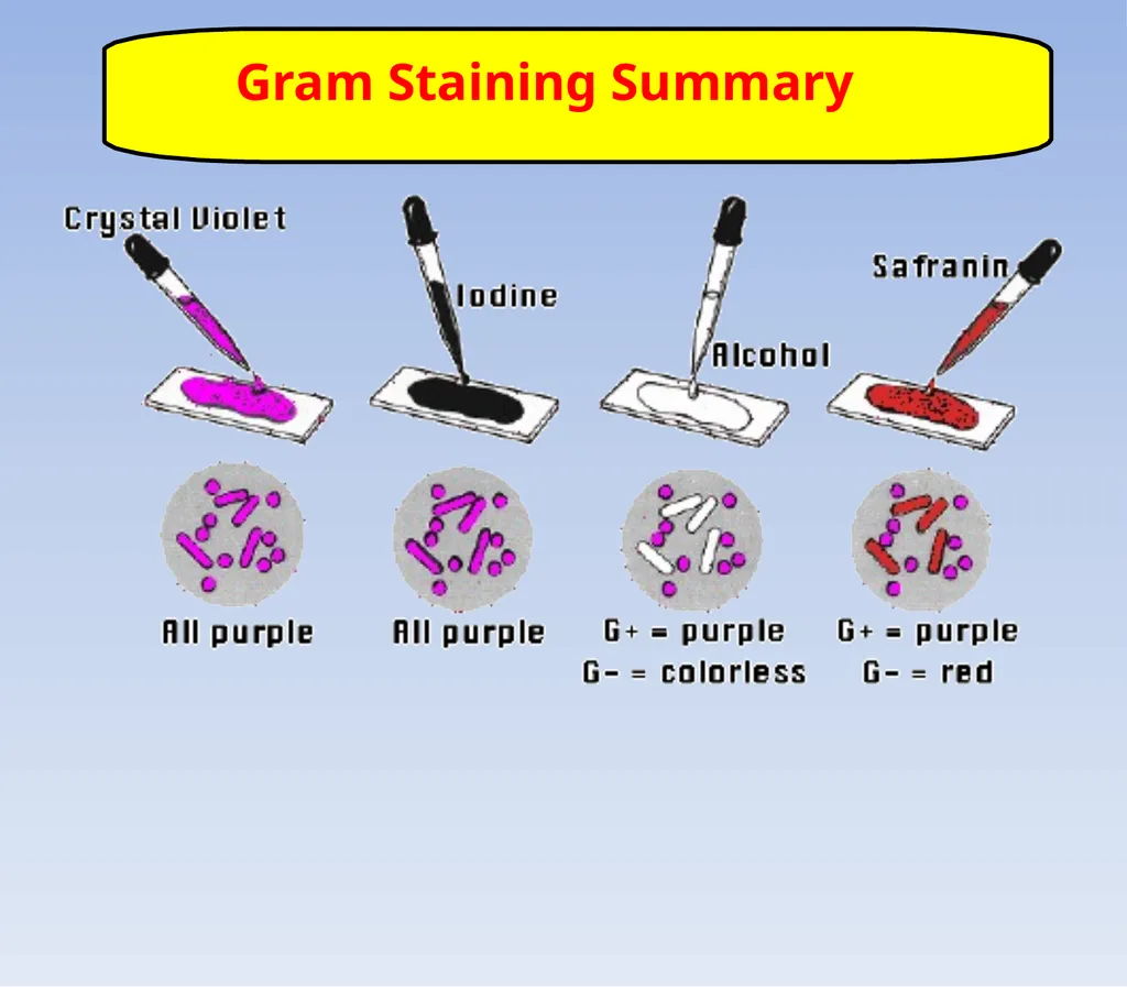 How to look at bacteria & Gram Staining There are - slide 18 of 22