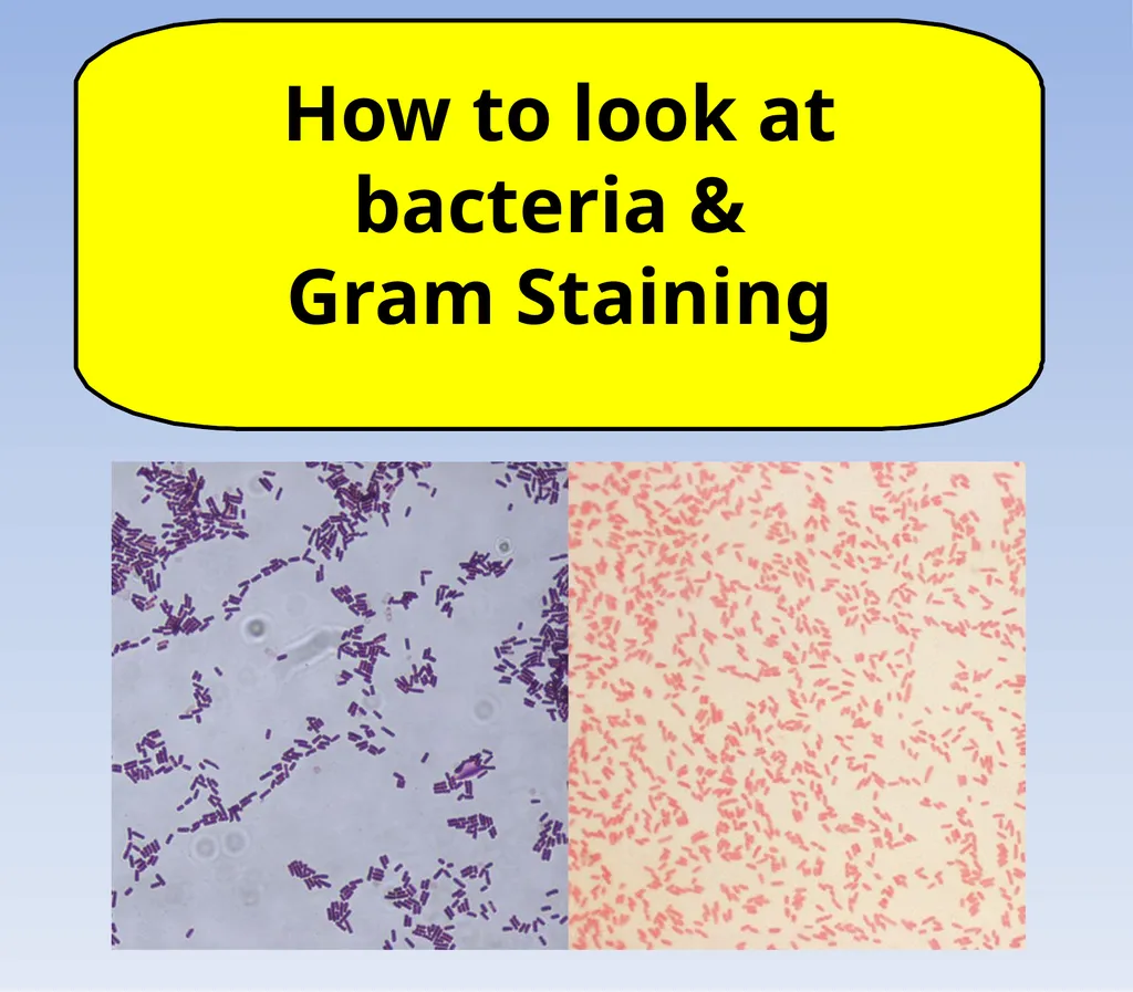 How to look at bacteria & Gram Staining There are - slide 1 of 22