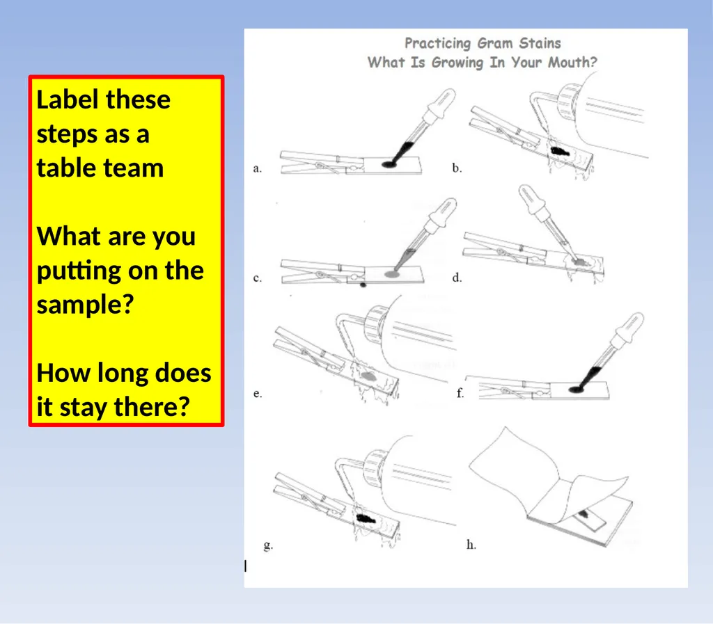 How to look at bacteria & Gram Staining There are - slide 19 of 22