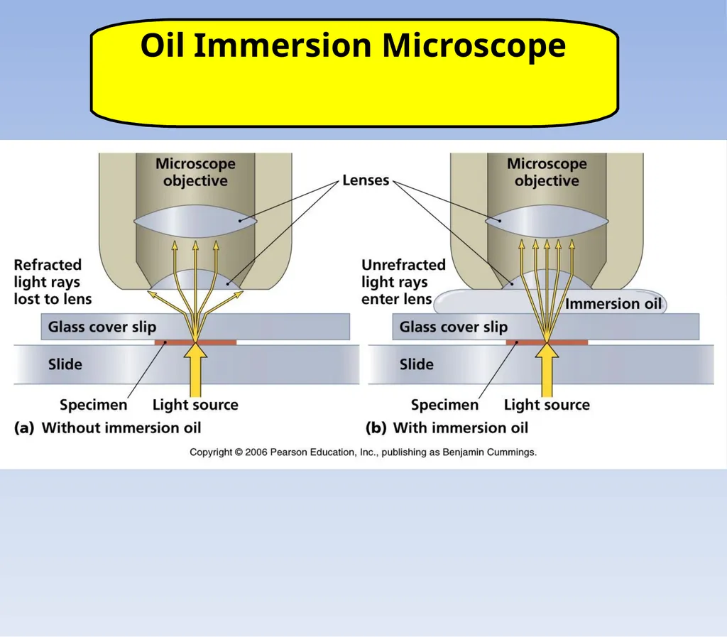 How to look at bacteria & Gram Staining There are - slide 21 of 22