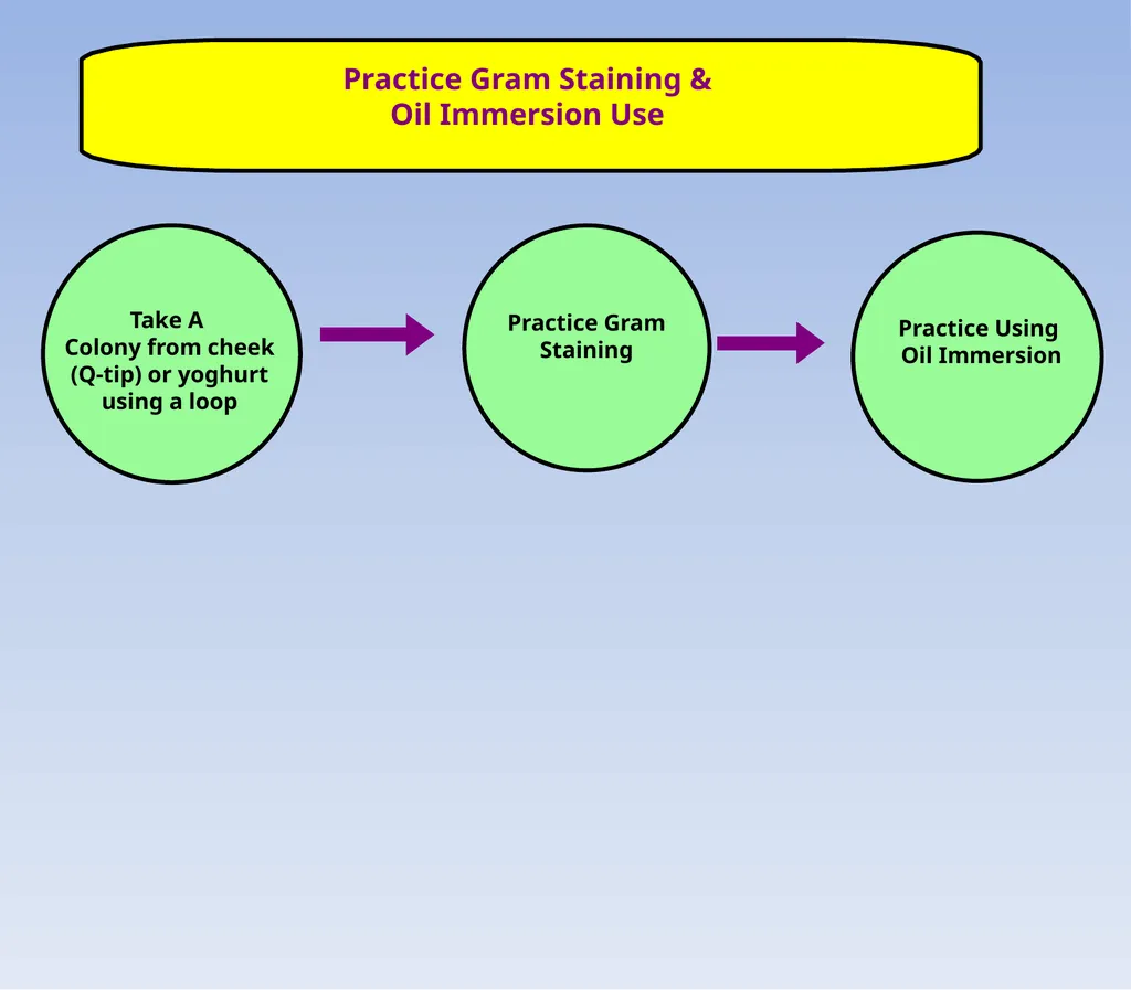 How to look at bacteria & Gram Staining There are - slide 22 of 22