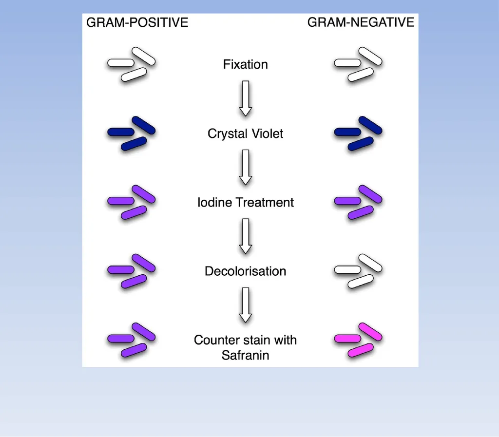 How to look at bacteria & Gram Staining There are - slide 10 of 22
