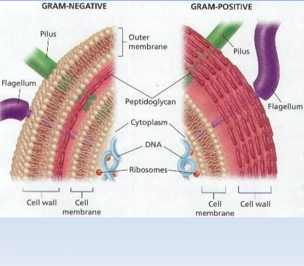 How to look at bacteria & Gram Staining There are - slide 9 of 22