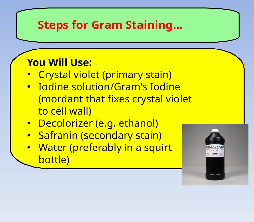 How to look at bacteria & Gram Staining There are - slide 12 of 22