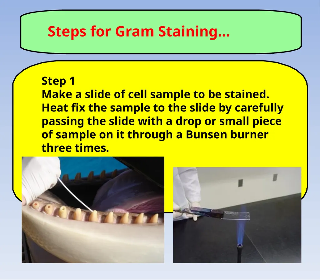How to look at bacteria & Gram Staining There are - slide 13 of 22