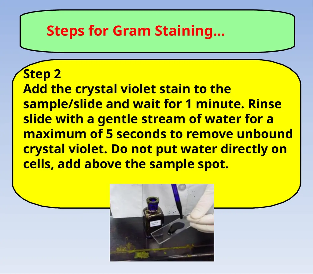 How to look at bacteria & Gram Staining There are - slide 14 of 22