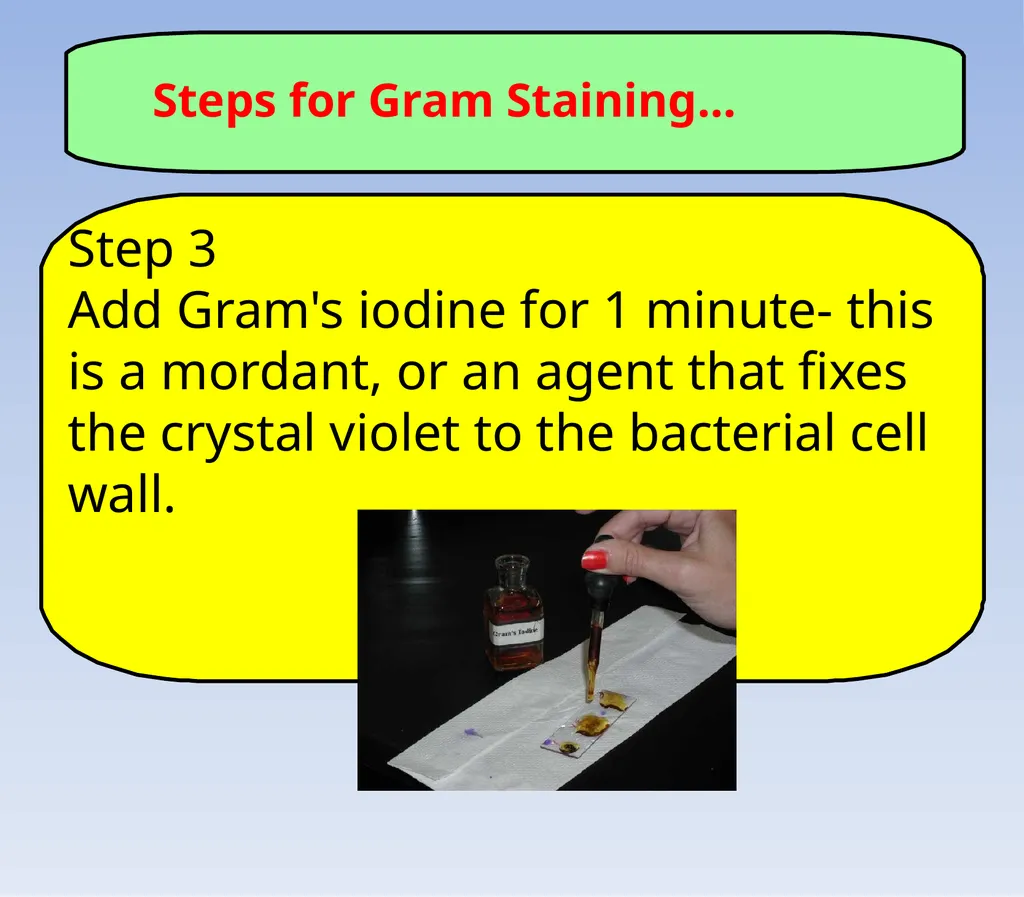 How to look at bacteria & Gram Staining There are - slide 15 of 22