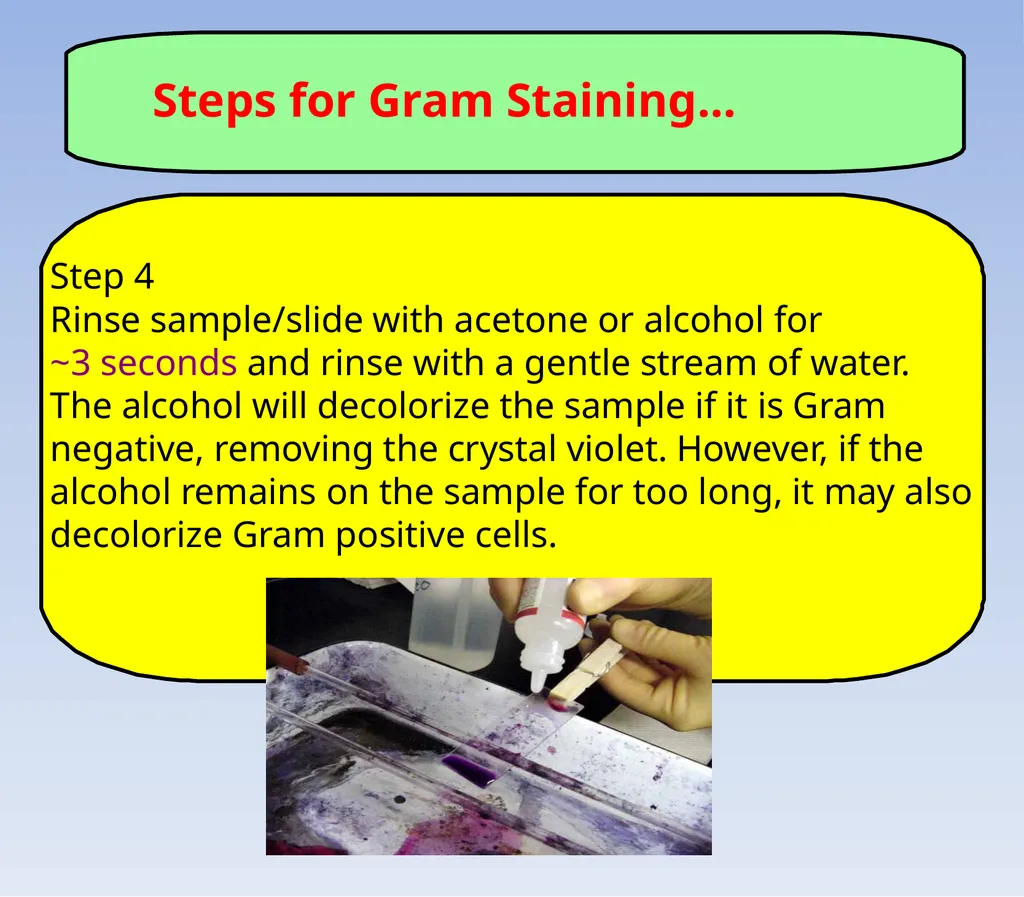 How to look at bacteria & Gram Staining There are - slide 16 of 22