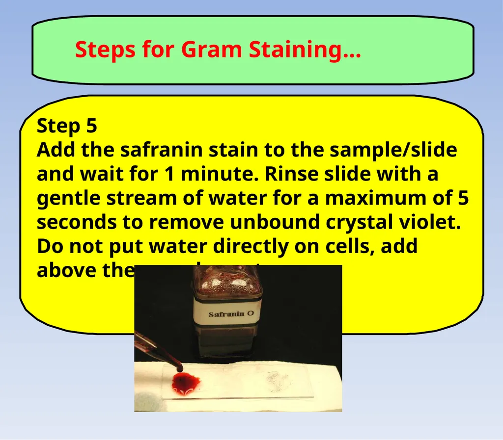 How to look at bacteria & Gram Staining There are - slide 17 of 22