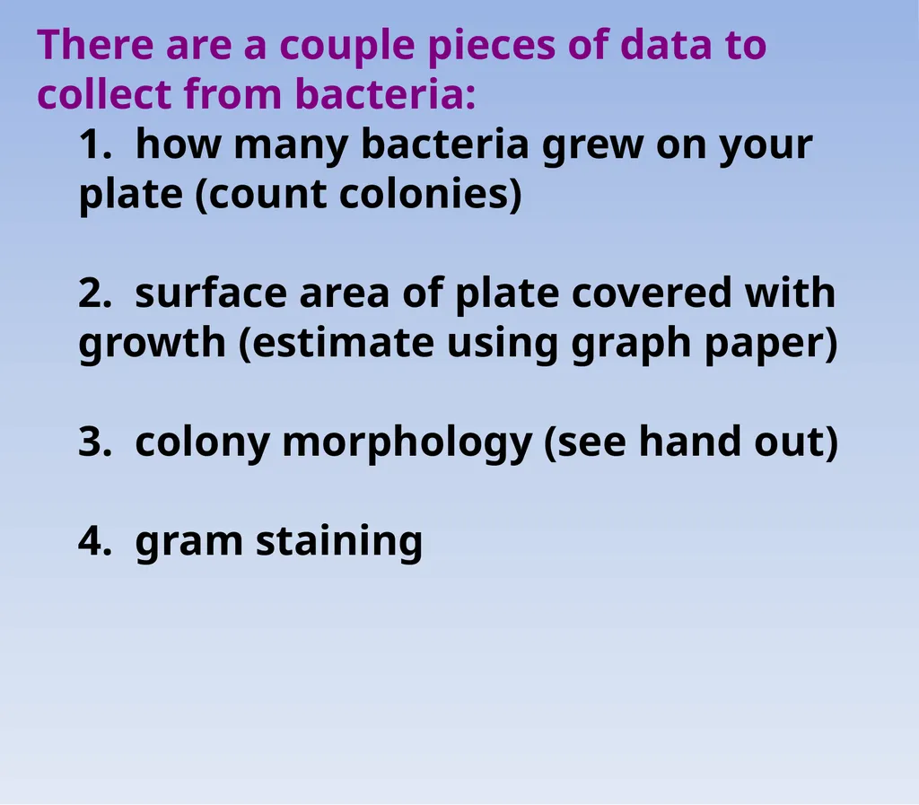 How to look at bacteria & Gram Staining There are - slide 2 of 22