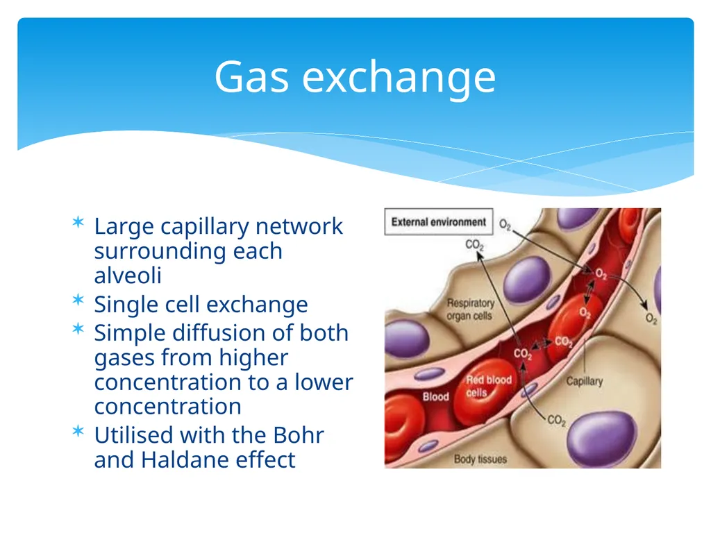 Respiratory Assessment Basic Assessment in - slide 12 of 28