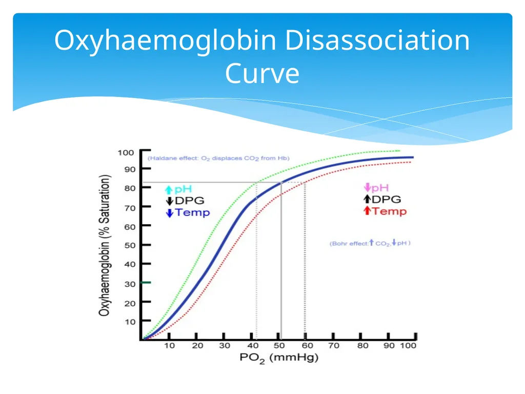 Respiratory Assessment Basic Assessment in - slide 14 of 28