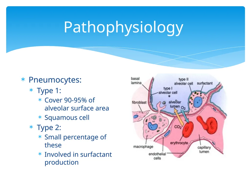 Respiratory Assessment Basic Assessment in - slide 11 of 28