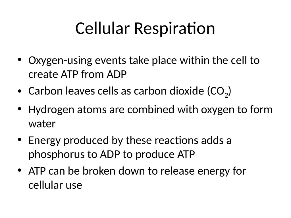 Digestive System How is food used for fuel? - slide 34 of 34