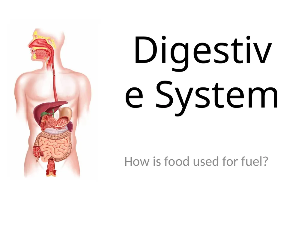 Digestive System How is food used for fuel? - slide 1 of 34