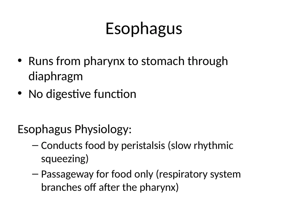 Digestive System How is food used for fuel? - slide 9 of 34
