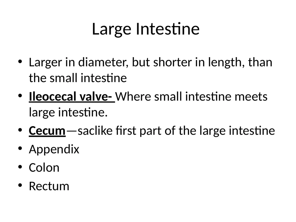 Digestive System How is food used for fuel? - slide 19 of 34