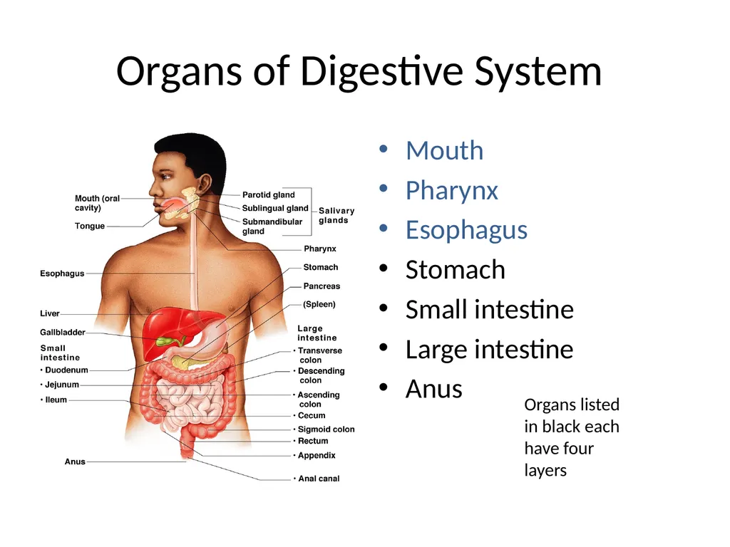 Digestive System How is food used for fuel? - slide 6 of 34