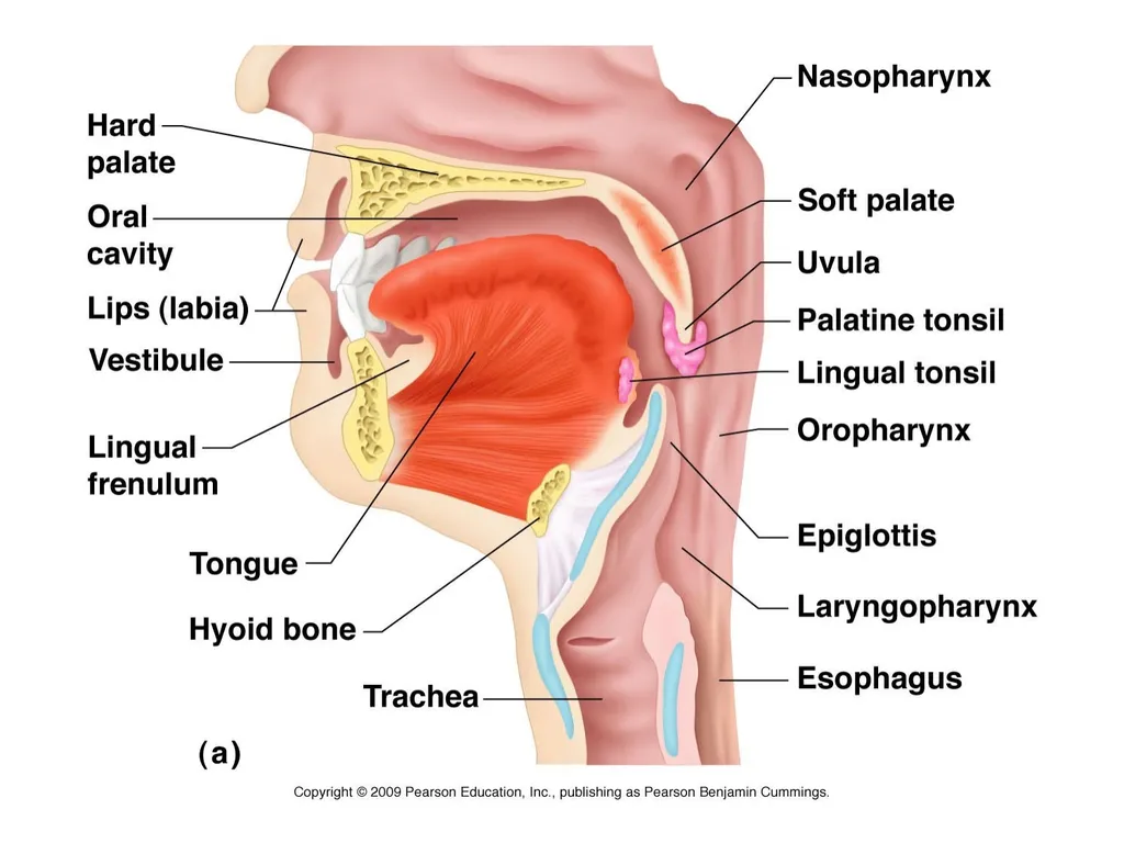 Digestive System How is food used for fuel? - slide 10 of 34