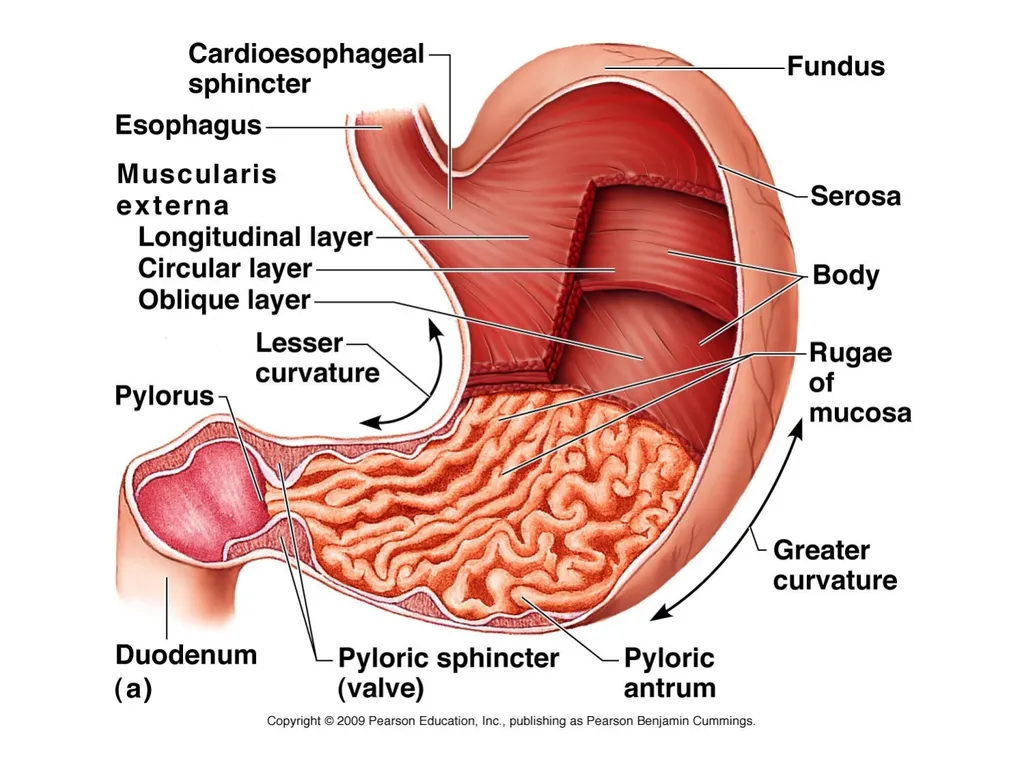 Digestive System How is food used for fuel? - slide 12 of 34