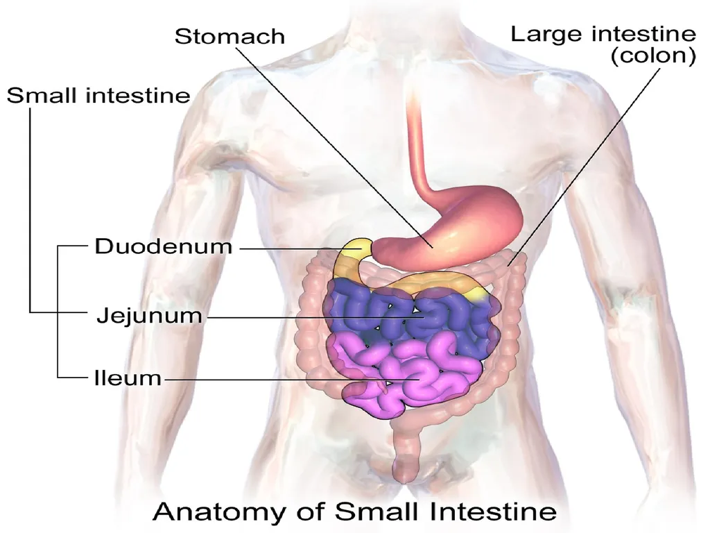 Digestive System How is food used for fuel? - slide 16 of 34
