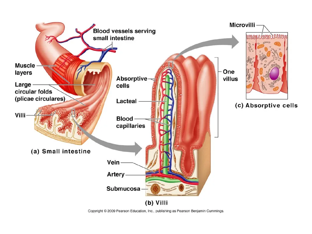 Digestive System How is food used for fuel? - slide 18 of 34