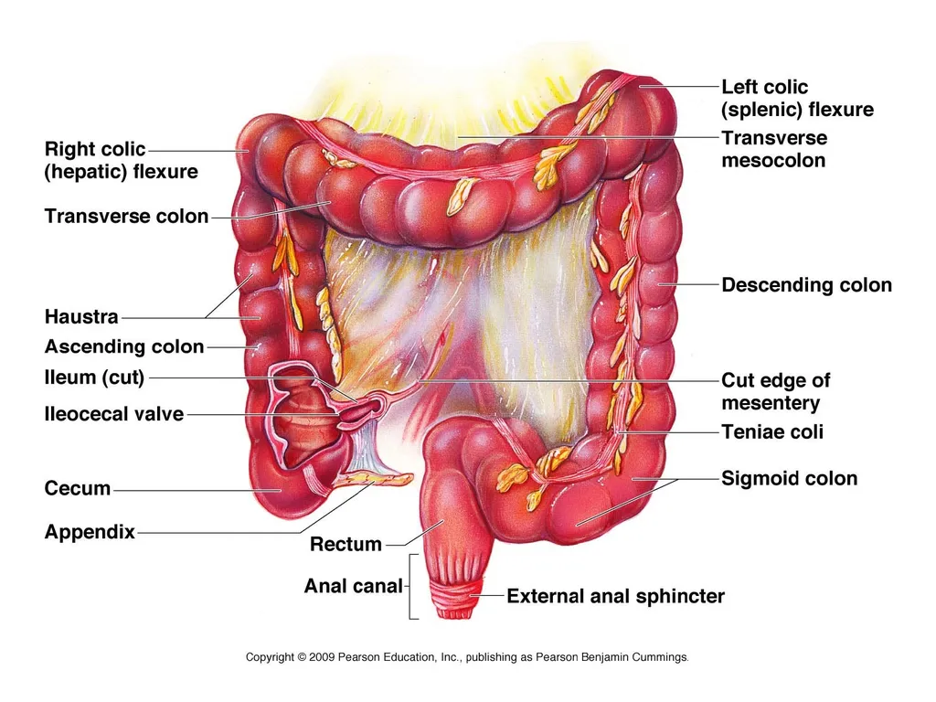Digestive System How is food used for fuel? - slide 21 of 34