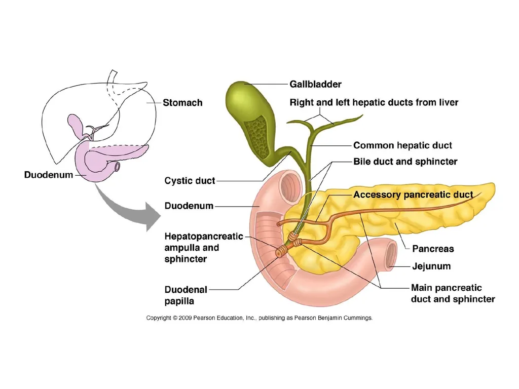 Digestive System How is food used for fuel? - slide 29 of 34