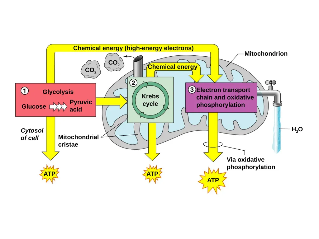 Digestive System How is food used for fuel? - slide 33 of 34