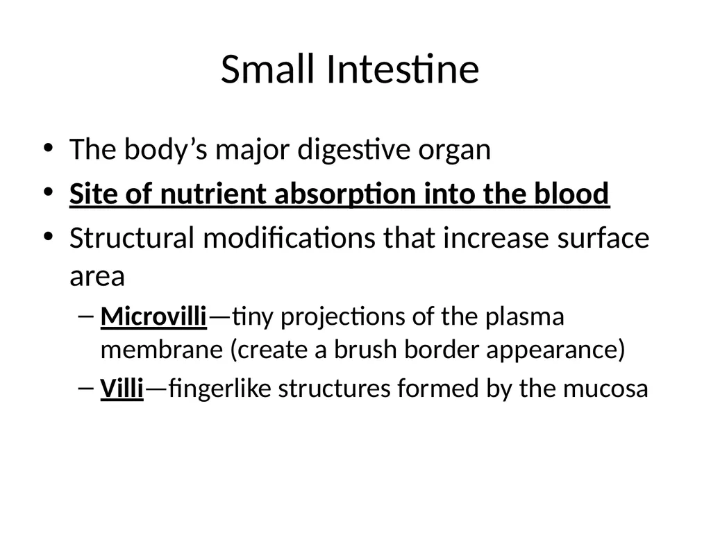 Digestive System How is food used for fuel? - slide 13 of 34