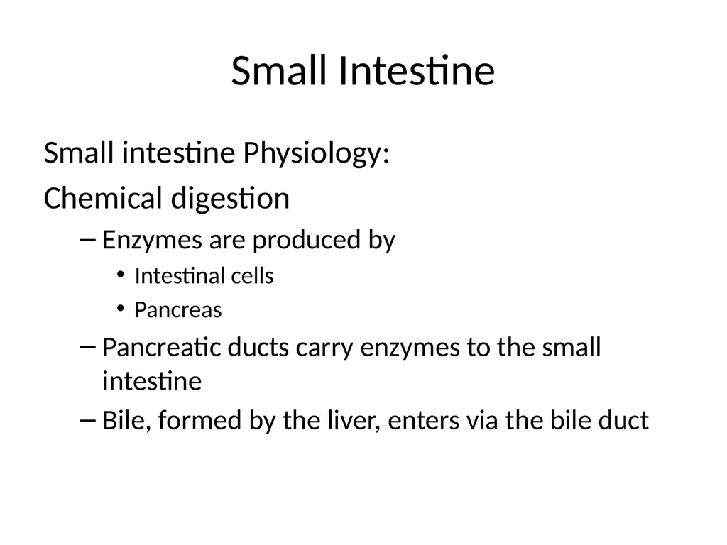 Digestive System How is food used for fuel? - slide 17 of 34